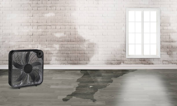 Best Water damage mitigation services  in Congress, AZ